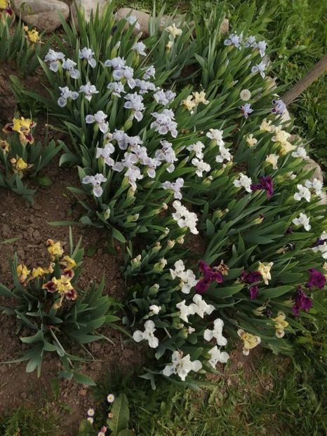  - 2024- Iriși pitici