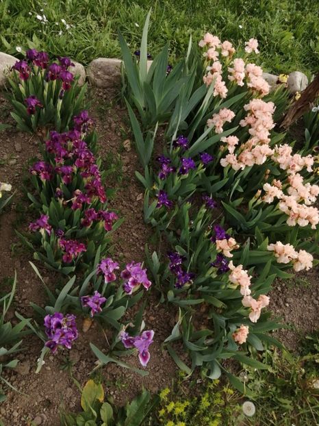  - 2024- Iriși pitici