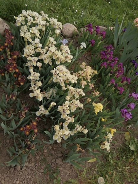  - 2024- Iriși pitici