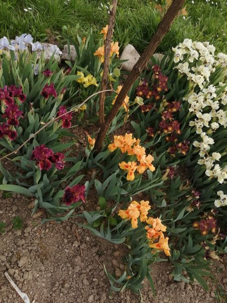  - 2024- Iriși pitici