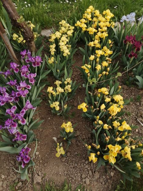  - 2024- Iriși pitici