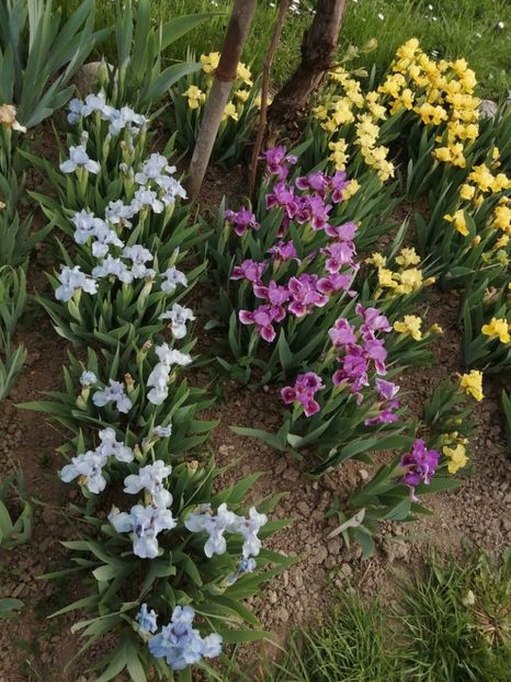  - 2024- Iriși pitici