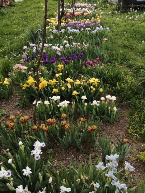  - 2024- Iriși pitici