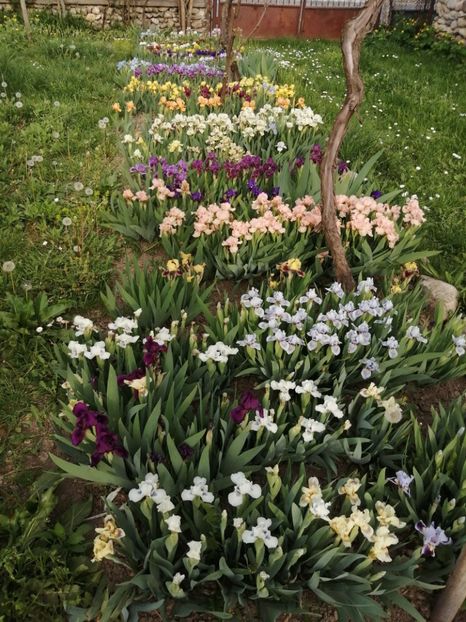  - 2024- Iriși pitici