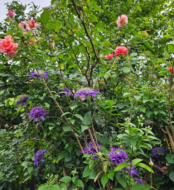  - Trandafiri 2023 3 2024