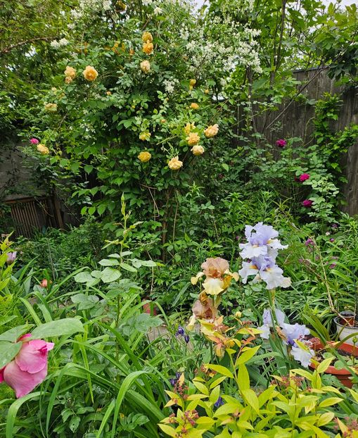  - Trandafiri 2023 3 2024