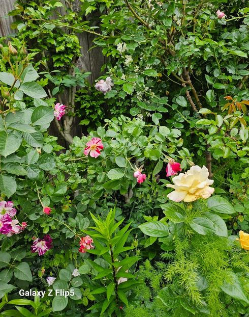  - Trandafiri 2023 3 2024