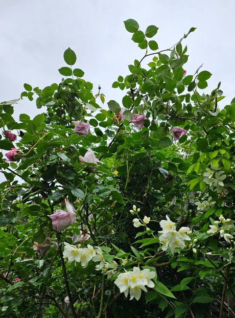  - Trandafiri 2023 3 2024