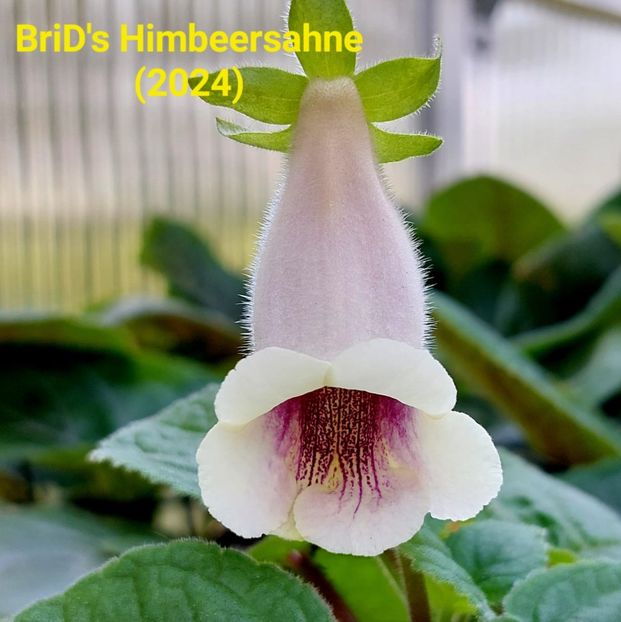 Img.2024.05.02 - Sinningia din semințe hibrizi Dna Dietze 2024