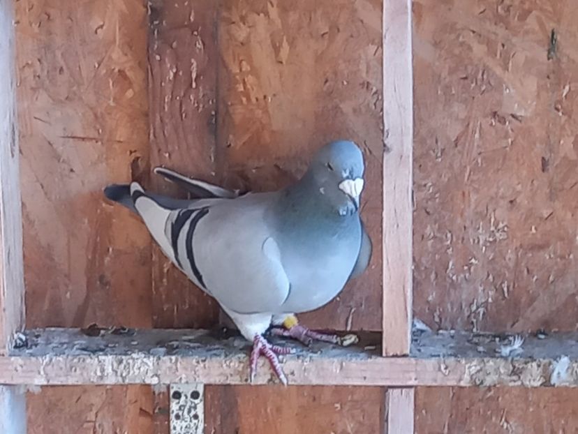 F 23 - Albastri 2024