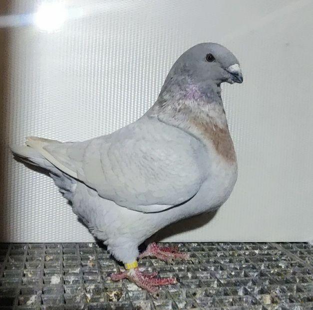  - Matcă 2024