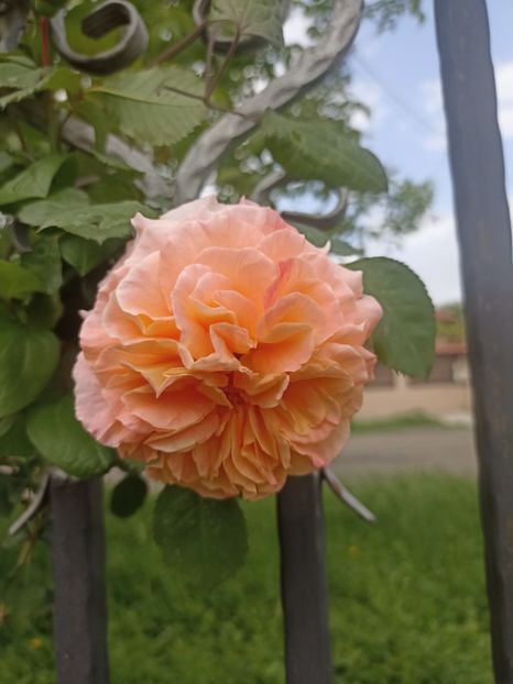 2024-4.05 - Jeff l_artiste