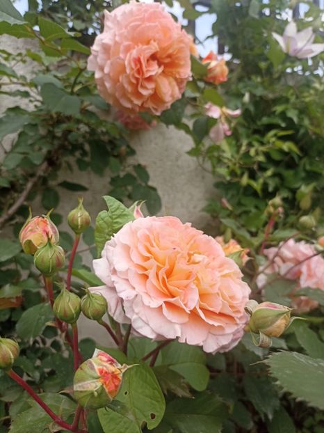 2024-4.05 - Jeff l_artiste