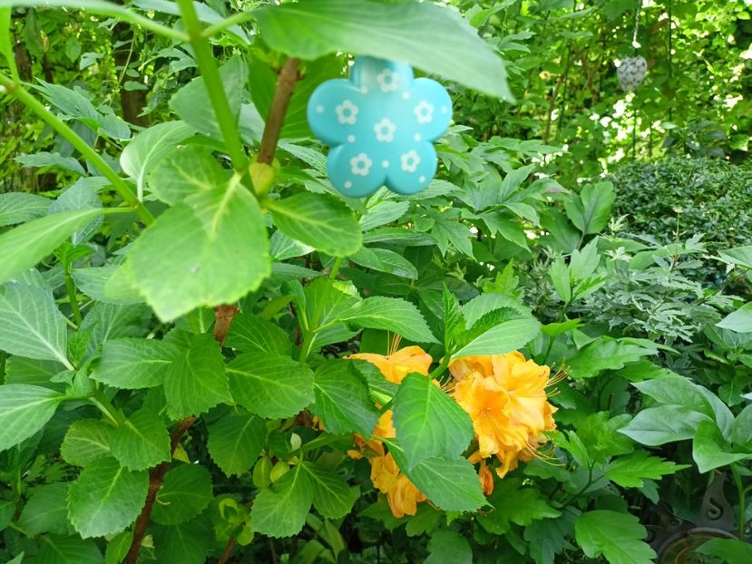  - Grădina 2024 continuare 2