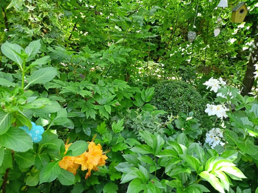  - Grădina 2024 continuare 2