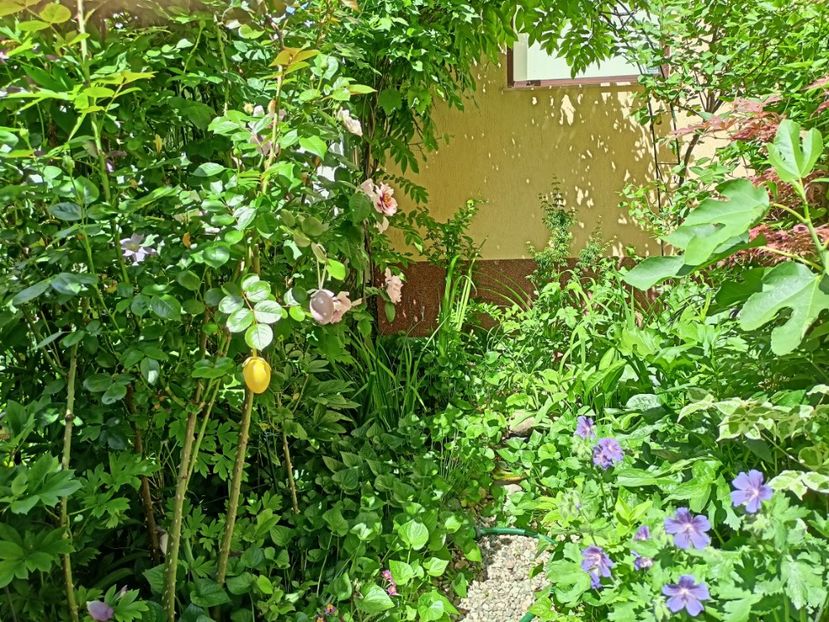  - Grădina 2024 continuare 2