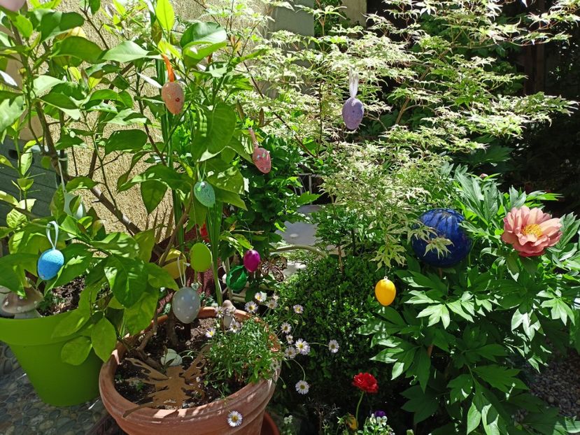  - Grădina 2024 continuare 2