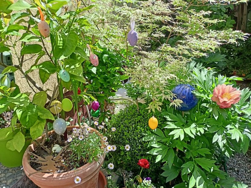  - Grădina 2024 continuare 2