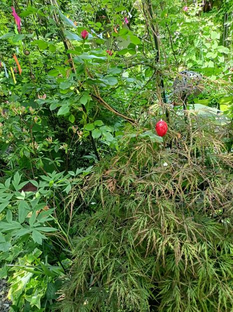  - Grădina 2024 continuare 2