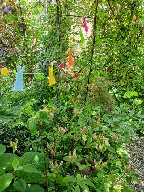  - Grădina 2024 continuare 2