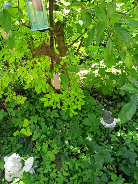  - Grădina 2024 continuare 2