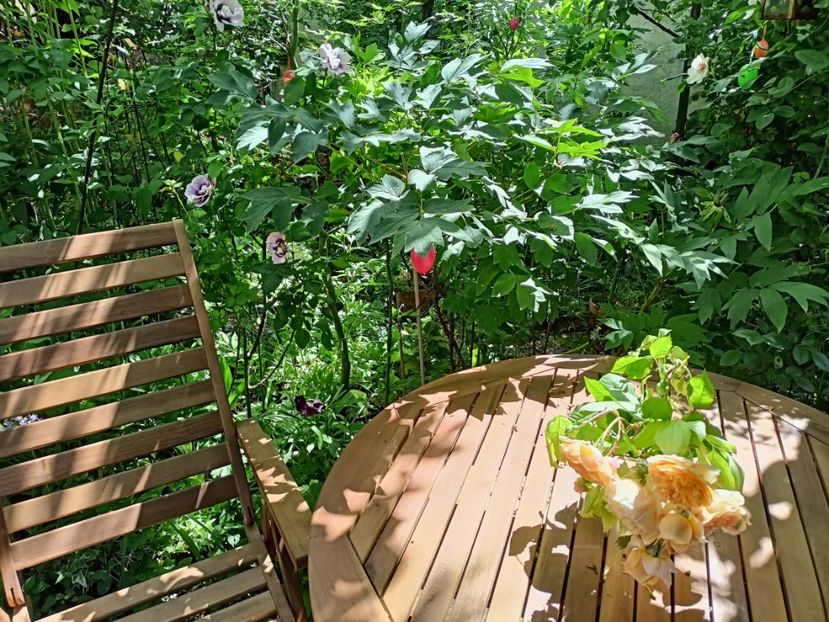  - Grădina 2024 continuare 2