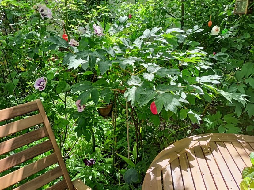  - Grădina 2024 continuare 2