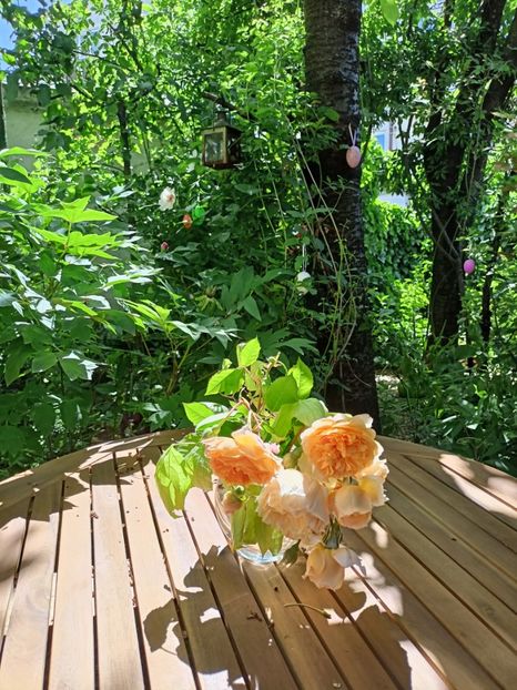  - Grădina 2024 continuare 2