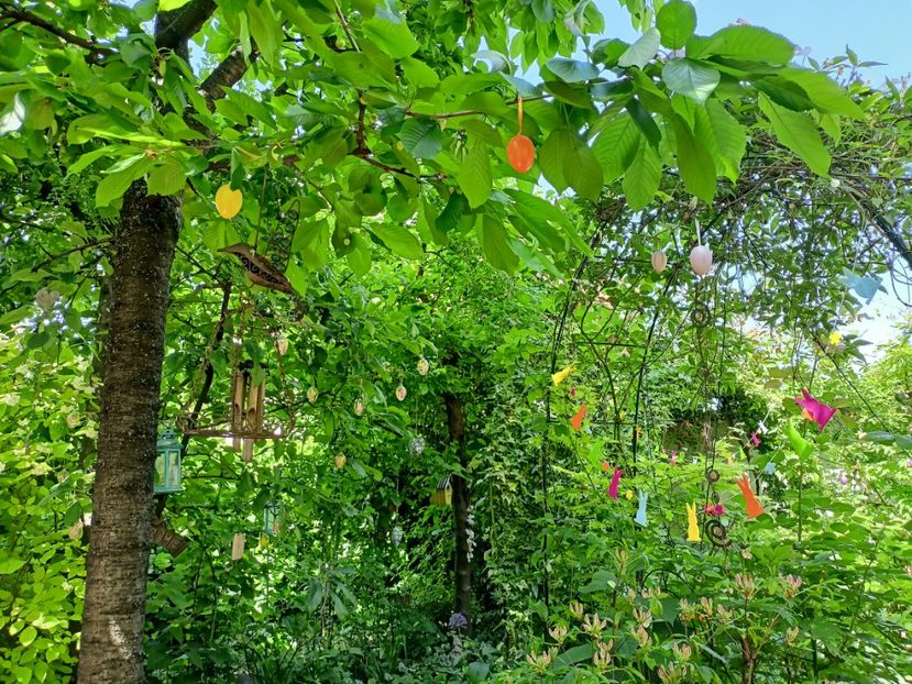  - Grădina 2024 continuare 2