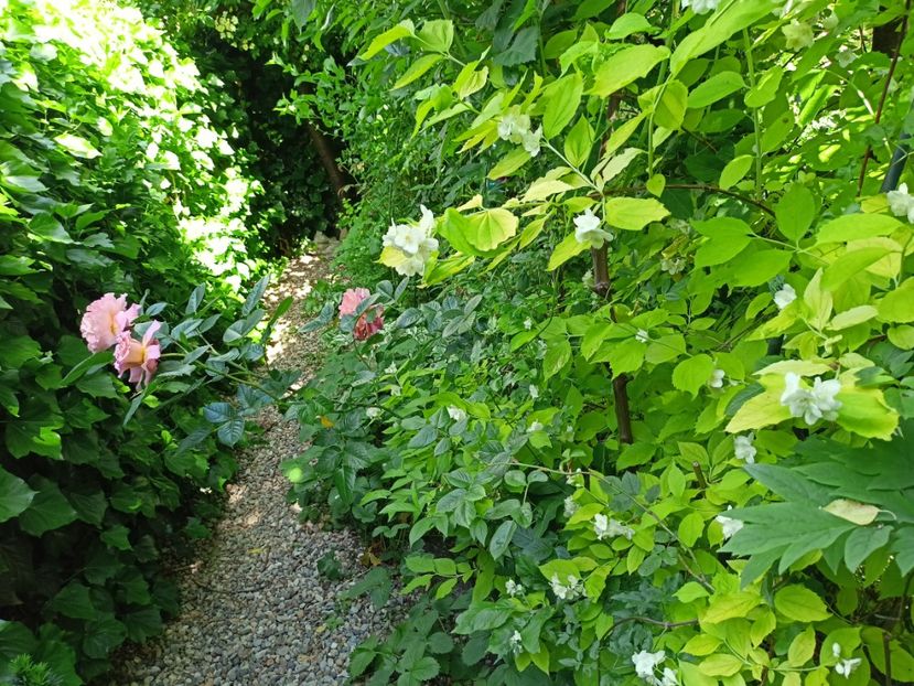  - Grădina 2024 continuare 2