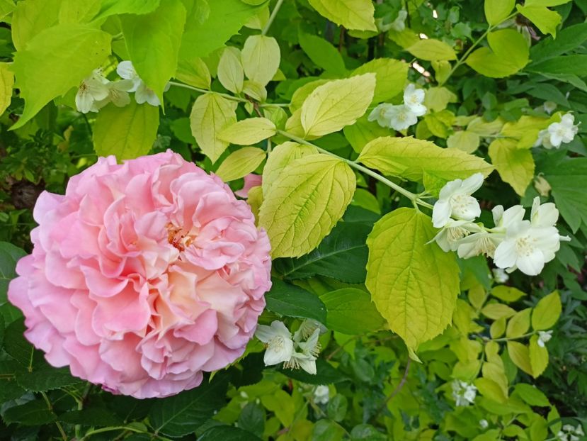 Augusta Luise - Grădina 2024 continuare 2