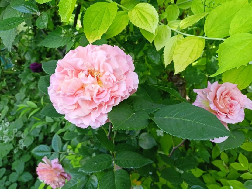  - Grădina 2024 continuare 2