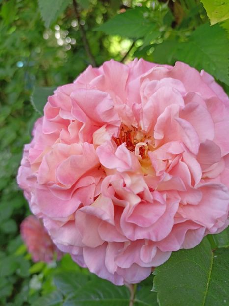  - Grădina 2024 continuare 2