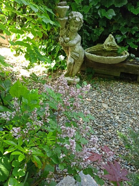  - Grădina 2024 continuare 2