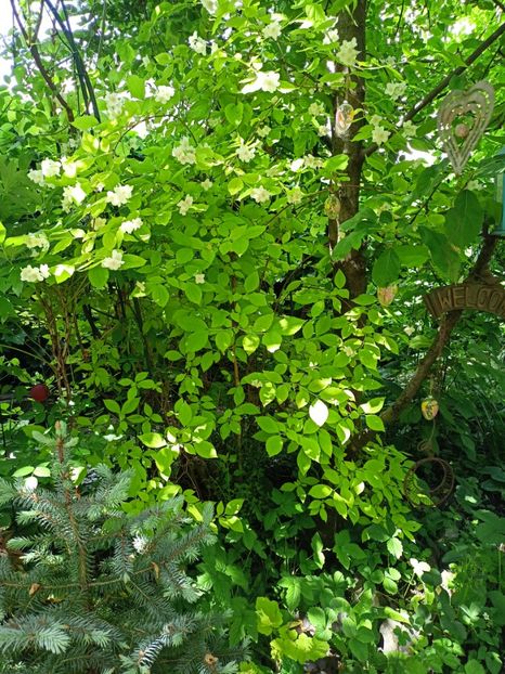  - Grădina 2024 continuare 2