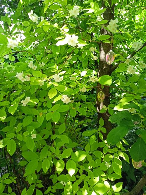 Iasomie Aureum - Grădina 2024 continuare 2