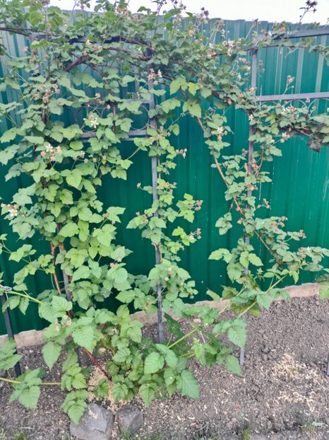 Rubus tayberry - Gradina si terasa PrimaLuce__11-Hello 2024
