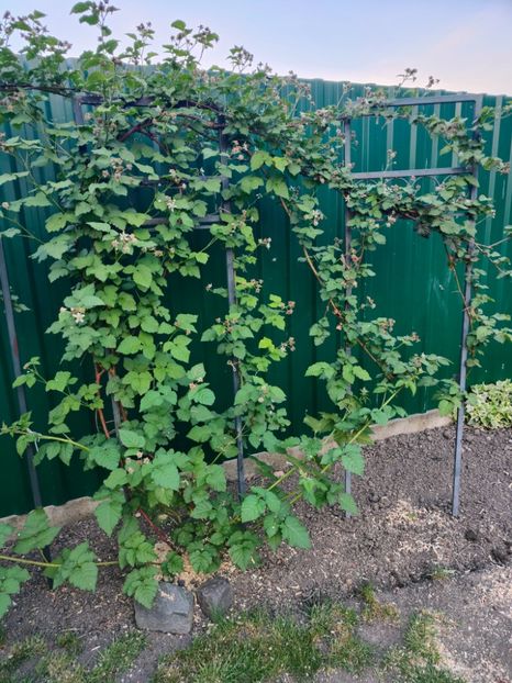 Rubus tayberry - Gradina si terasa PrimaLuce__11-Hello 2024