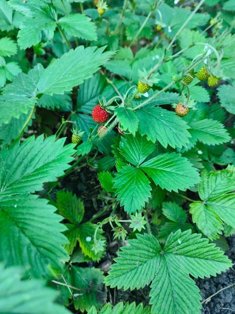 Fragaria vesca(fragi) - Gradina si terasa PrimaLuce__11-Hello 2024