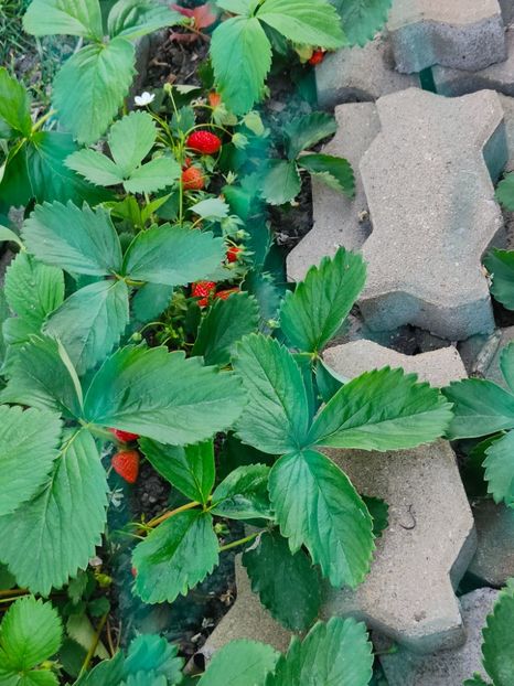 Fragaria hybr. - Gradina si terasa PrimaLuce__11-Hello 2024
