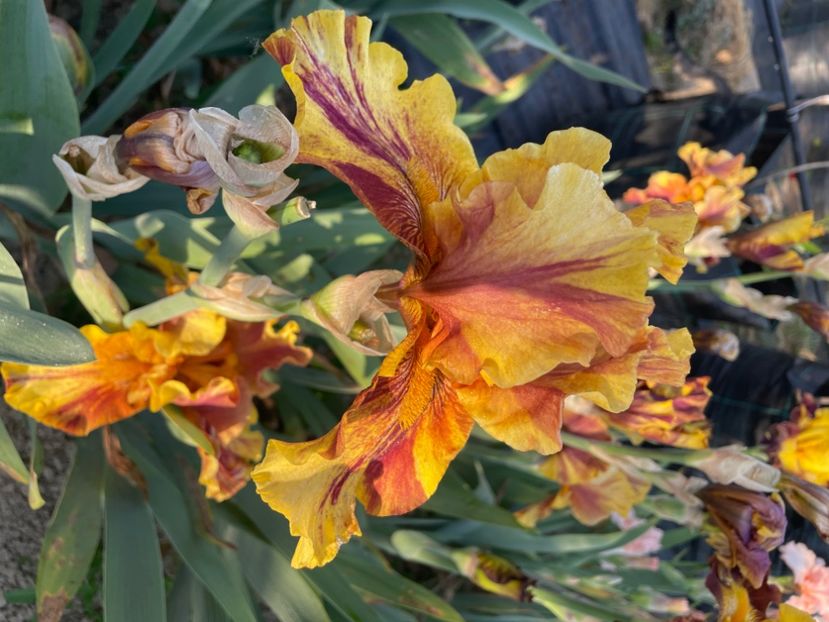 Infernal Fire - Iriși 2024