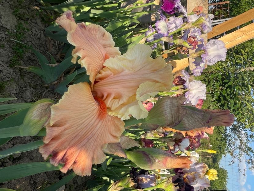 Rare fine / klaragarden - Iriși 2024