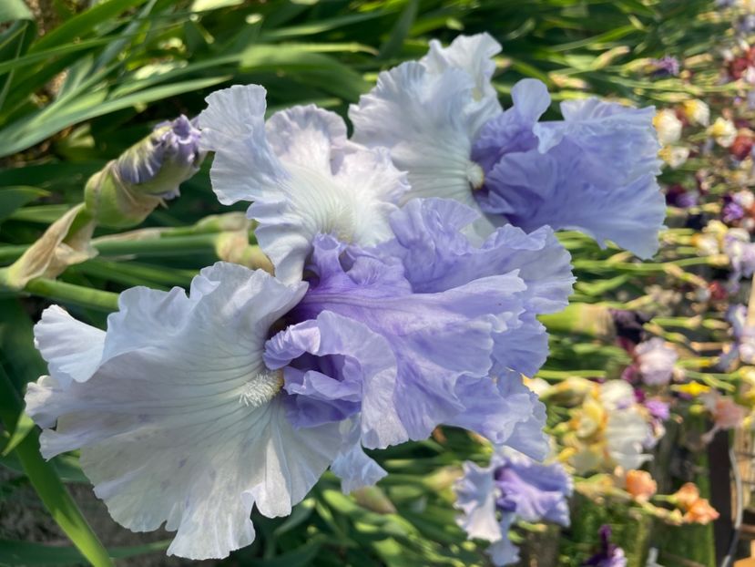 Il mare in inverno - Iriși 2024