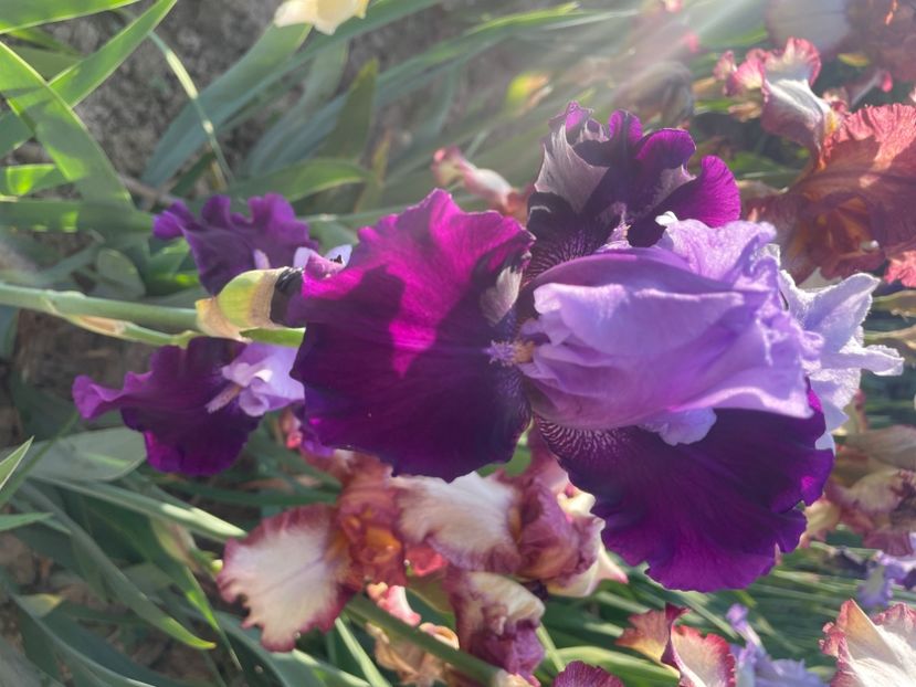 Best bet    remontal - Iriși 2024