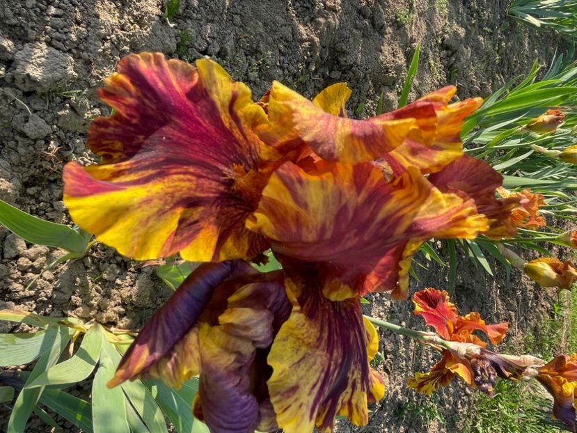 Infernal Fire - Iriși 2024