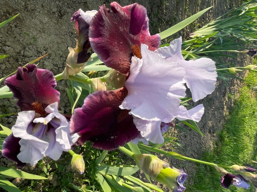 Chinese empress  remontal - Iriși 2024