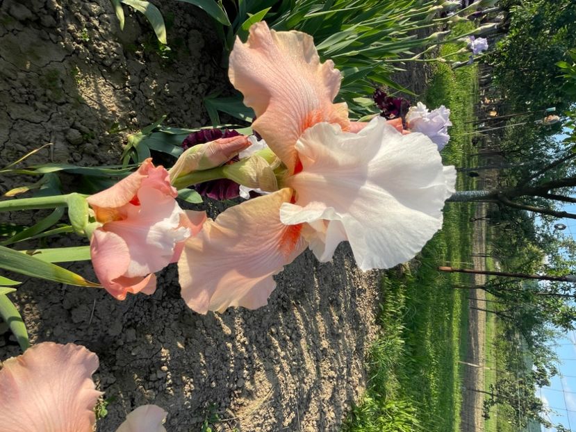 Sugar Magnolia - Iriși 2024