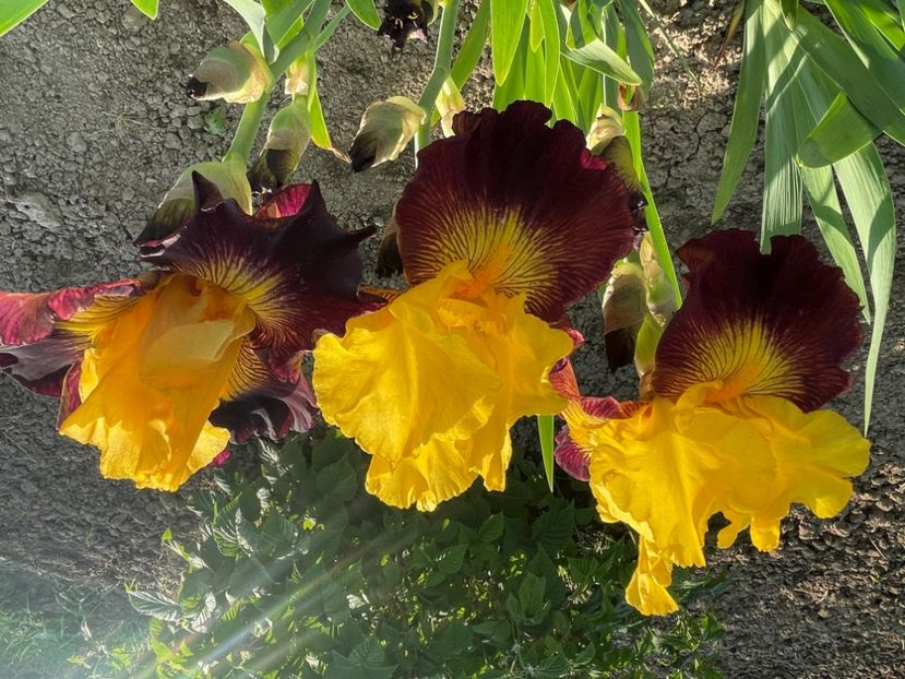 Aztec ART / Mid Am G - Iriși 2024