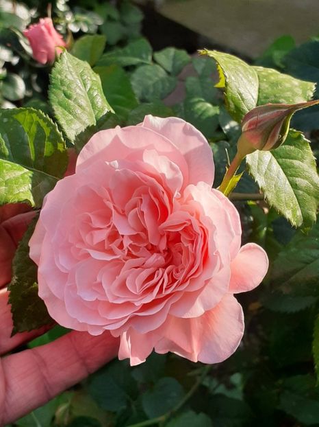  - Rose de Tolbiac