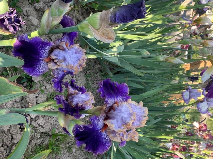 Bratislavan / Mego - Iriși 2024